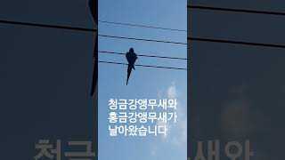 자연속 청금강앵무새와 홍금강앵무새 # 나중 주인이 나타났어요 # 자연과 앵무새  # 집앞 전봇대 전깃줄에 앉아 있는 앵문새들 #garden