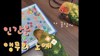 앵무는 못말려! (부제 : 인간은 앵무의 노예) #썬코…