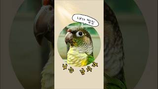 나미는 남자다‍♀️#코뉴어앵무새 #말하는앵무새 #talking parrot