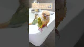 앵무새럭키라떼의목욕시간 #shorts #코뉴어 #앵무새 #목욕 #럭키라떼 #앵집사 #conure #cute