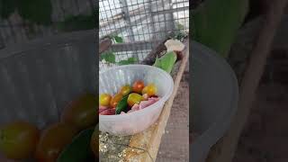 ㅎ이시각 울 아마존C 상차림이 매우 만족 스런 모습입니…