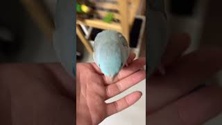 앵무새 키우기 현실 | 금쪽이 아니고 금짹이 #앵무새 …