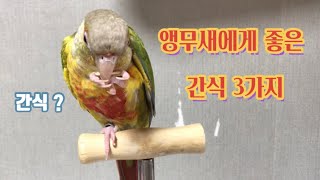 앵무새에게 좋은 간식 3가지