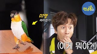 ‘순간포착’ EDM 댄스를 추는 앵무새가 있다?! (f…