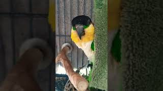 Black Headed Caique Parrot | 검은머리카이큐