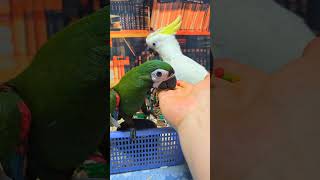 엄블렐라 코카투, 미디움 코카투 분양해요. 분양 시 사이테스 서류 양도해 드려요