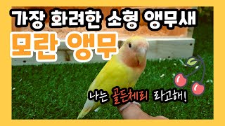 소형앵무중 가장 화려한 모란앵무! 골든체리 모란앵무 계…