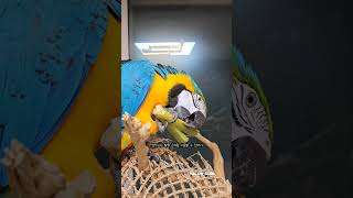 단단한 생사탕수수 가지고 노는 앵무새