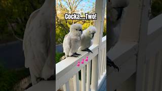 Cockatoo asks, “Is it Screech O'clock YET?"⏰  #cockatoo #birds #parrot #tricks