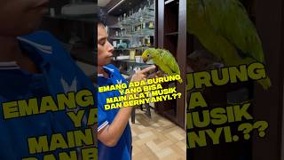 MEMANGNYA ADA BURUNG BISA NYANYI DAN MAIN ALAT MUSIK.? #talkingparot #birds #amazon #parrot