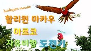 할리퀸마카우 마르코 자유비행도전기