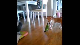 세네갈 앵무*senegal parrot*