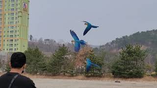 청금강앵무새 넓은공터에서