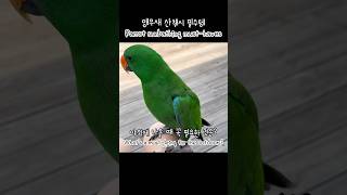 [지구] 앵무새 산책시 필수템 / Parrot sunbathing must-haves