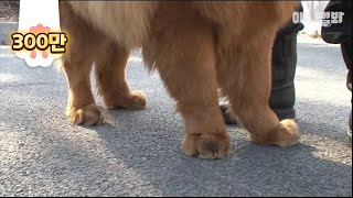 몸값 28억인 개에요. 놀래실까봐 우선 발만 보여드림 ㅣ Lemme Show You This $2.36 Mil Dog's Paws First