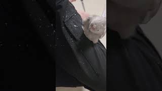 ※왕관앵무새 키우기 전 꼭 알아야 할 것※