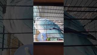 #말하는 앵무새 #퀘이커 말 #포동아#포동아#안녕#안녕