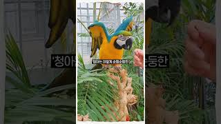 개인기 많고 똑똑한 '청금강앵무' 청아를 만나 보세요^^ #shorts