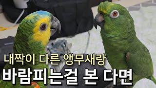 사람말로 흥미진진하게 구애행동하는 앵무새 | 내짝이 다…