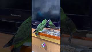 앵무새 쟈딘아이들 단딘이와삐삐의 첫만남 사랑스럽고 신기…