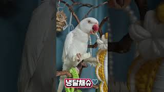 양배추간식#목도리앵무새#앵무새#parrot#먹방#간식#…