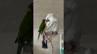 오해금지 둘다 수컷입니다 