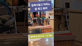 올만에  휴가와서 쒼난 홍금강 크림이 #parrot #앵무새 #birds #cute #funny #pets #홍금강 #animals #할리퀸 #청금강