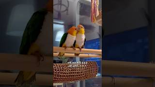 어두워지면 깡패 카이큐도 얌전해져요.￼