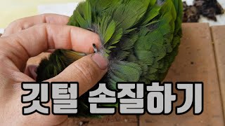 털갈이 앵무새 손질해주기
