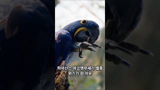 히야신스 마코앵무새가 멸종 위기가 된 이유