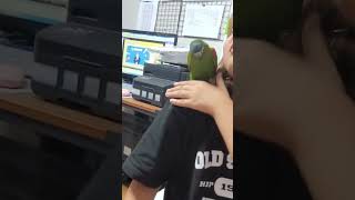 꽁패.뽀미 개인기.한스마카우.앵무새