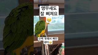 삐돌이 환타 ㅋㅋㅋㅋ.               #카이큐 #parrot #birds #앵무새 #우천취소 #산책