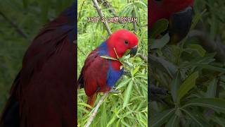자연 속 예쁜 앵무새 차차               #뉴기니아 #앵무새#뉴기니아앵무새 #eclectus #parrot #eclectusparrot #bird#shorts