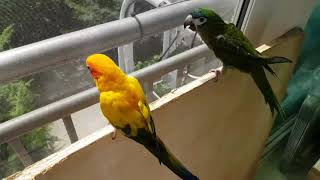 썬코뉴어 써니와 한스마카우 안녕이 ♡ 오늘은 일광욕하기…