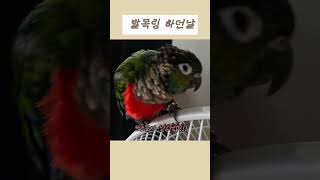 널 위한거야(25.7.20) #parrot #발목링 #안전장치 #산책 #birds #cute #크림슨 #conure #pets #birds #animals #춘자 #집사