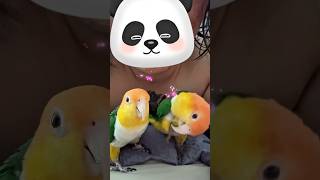 제발 안녕 좀 해줘라 #안녕#앵무새 #카이큐 #parr…