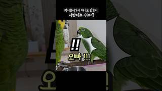 너무슬퍼서 대성통곡ㅠㅠ 앵무새바람 #아랑이 #아마존앵무…