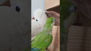 우리 집엔 앵무새 눈에만 보이는 침대 괴물이 사나 보다…