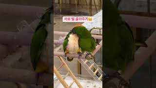 털 골라주는 카이큐와 한스마카우 #리프패럿부천옥길점 #parrot #birds #birdslover #앵무새