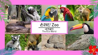 홍금강앵무/Red and Green Macaw/ベニコンゴウインコ/กรีนวิงค์ มาคอว์