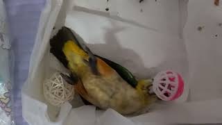 검은머리카이큐