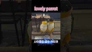 귀여운 카이큐 앵무새 친구 caique parrot