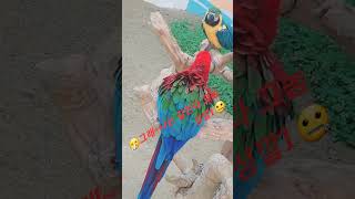 #스칼렛 마카우앵무새의 #데이트 ..