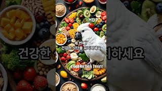 왕관앵무 기를때 주의할점 3가지 #과제