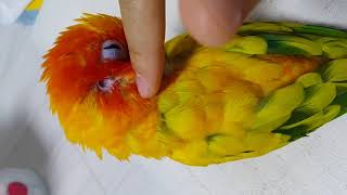 20170622 썬코뉴어의 귀를 관찰해 봅시다