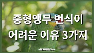 중형앵무 번식이 어려운 이유 3가지
