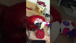 홍금강 앵무새 타미 사과 같은 대나무볼 아삭아삭 잘도씹네요