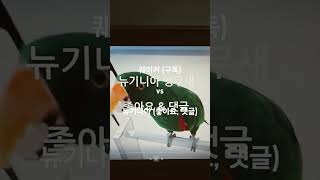 퀘이커 앵무새(구독) vs 뉴기니아 앵무새(좋아요, 댓…