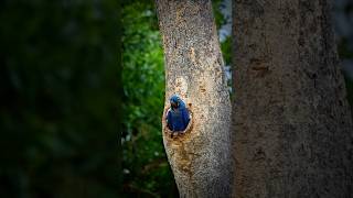 Rare Hyacinth Macaw Spotted in Its Nest ! #shorts