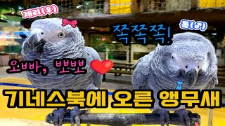 기네스북 오른 앵무새 l 대구아쿠아리움 말하는 회색앵무